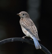0J6A7559Bluebird