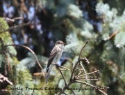 0J6A7592Eastern_Wood-Pewee