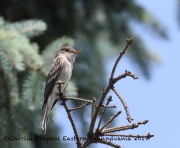 0J6A7600Eastern_Wood-Pewee_Yard