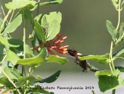 0J6A7625Ruby-throated_Hummingbird