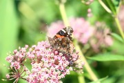 0J6A7634Painted_Lady