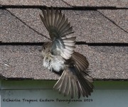 0J6A7680Eastern_Phoebe