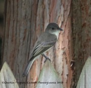 0J6A7695Eastern_Phoebe