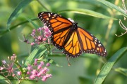 0J6A7711Monarch_Butterfly