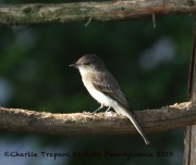 0J6A7715Eastern_Phoebe_Yard