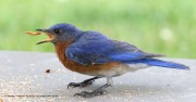 0J6A7778Bluebird