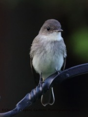 0J6A7834Eastern_Phoebe