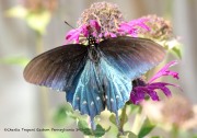 0J6A7851Pipevine_Swallowtail_1