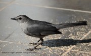 0J6A7895Gray_Catbird