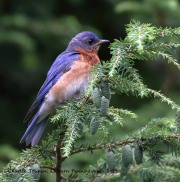 0J6A7969Bluebird