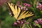 0J6A8094Tiger_Swallowtail