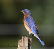 0J6A8108Bluebird