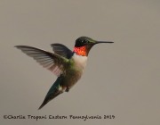 0J6A8136Ruby-Throated_Hummingbird