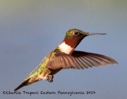 0J6A8246Ruby-throated_Hummingbird