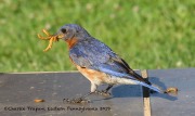 0J6A8337Eastern_Bluebird