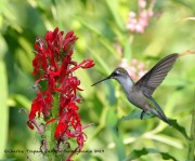 0J6A8356Ruby-Throated_Hummingbird
