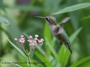 0J6A8385Ruby-throated_Hummingbird