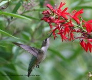 0J6A8397Ruby-Throated_Hummingbird