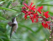0J6A8398Ruby-Throated_Hummingbird