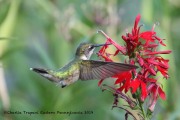 0J6A8407Ruby-Throated_Hummingbird