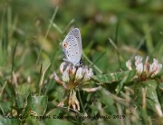 0J6A8442Eastern_Tailed-Blue
