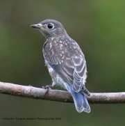 0J6A8568Eastern_Bluebird_Immature
