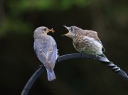 0J6A8606Eastern_Bluebird
