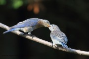 0J6A8708Eastern_Bluebirds