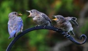 0J6A8798Bluebird_Family