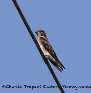 0J6A8827Northern_Rough-winged_Swallow