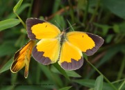 0J6A8858Sleepy_Orange