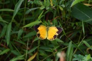 0J6A8861Sleepy_Orange