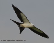 0J6A8880Swallow-Tailed_Kite_Trexler_GP