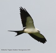 0J6A8881Swallow-Tailed_Kite
