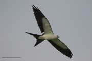 0J6A8886Swallow-Tailed_Kite