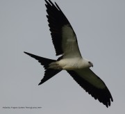 0J6A8887Swallow-Tailed_Kite