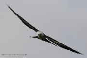 0J6A8902Swallow-Tailed_Kite
