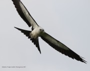 0J6A8903Swallow-Tailed_Kite