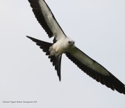 0J6A8904Swallow-Tailed_Kite