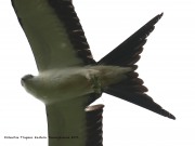 0J6A8943Swallow-Tailed_Kite