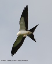 0J6A8965Swallow-Tailed_Kite