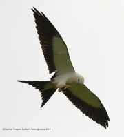 0J6A9174Swallow-tailed_Kite