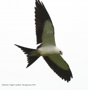 0J6A9233Swallow-tailed_Kite