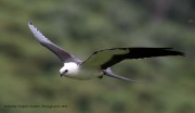 0J6A9257Swallow-Tailed_Kite