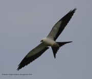 0J6A9337Swallow-Tailed_Kite