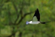 0J6A9374Swallow-Tailed_Kite