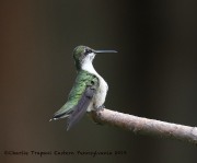 0J6A9669Ruby-Throated_Hummingbird
