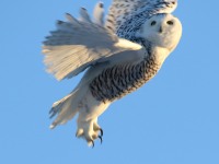 0J6A5797Snowy_Owl_Missed_it-copy