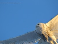 0J6A5803Snowy_Owl