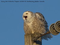 0J6A5805Snowy_Owl